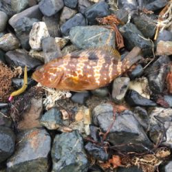 親父たちの釣行 舞鶴編