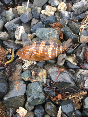 親父たちの釣行 舞鶴編