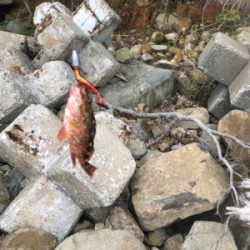 親狙い 親のほうや