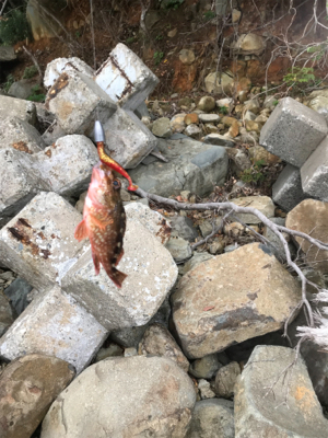 親狙い 親のほうや