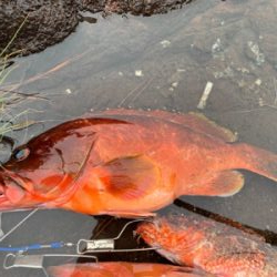 ロックフィッシュを求めて