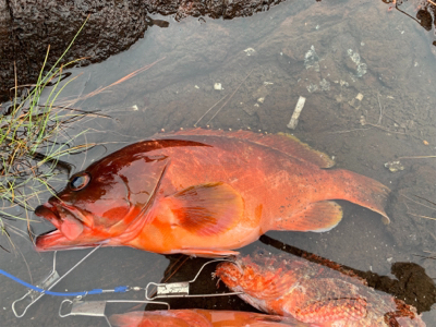 ロックフィッシュを求めて