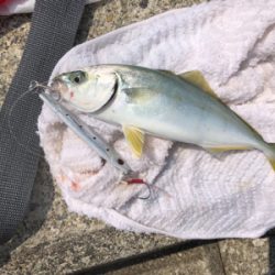 ツバスの回遊多め!