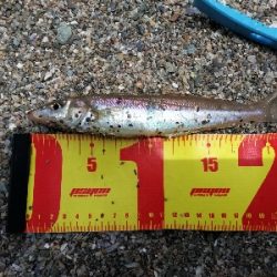 キス釣りＩＮ宮摺