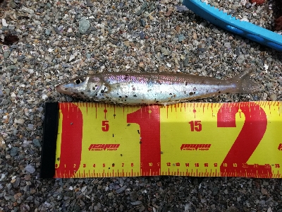 キス釣りＩＮ宮摺