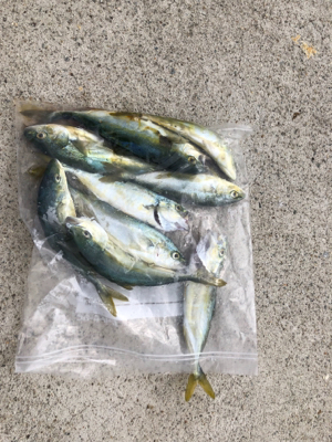 モジャコ 小魚相手にひどいことをしてしまっ…