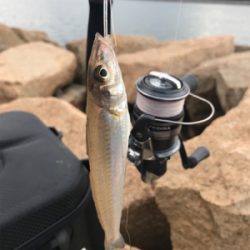 久しぶりのキス釣り(^^)