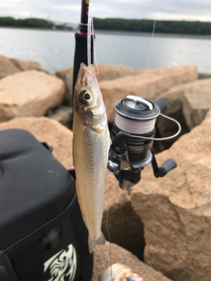 久しぶりのキス釣り(^^)
