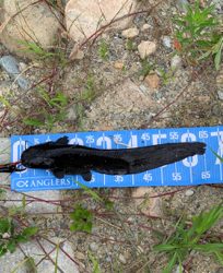 デイナマズゲーム