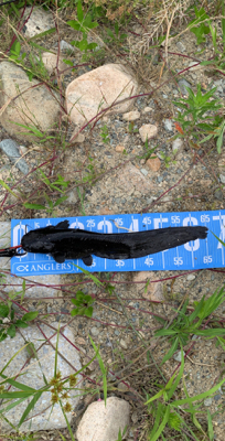 デイナマズゲーム