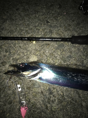 タチウオ メバル アジ