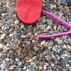 やはりキスが釣りたい