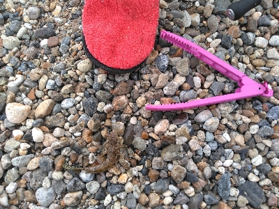 やはりキスが釣りたい