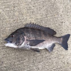 ウキのアタリ多数 色んな魚種が、、