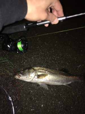 ナイトシーバス