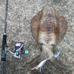 アオリイカ 1.８kg