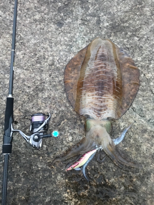 アオリイカ 1.８kg