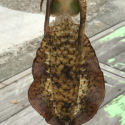 夏イカ！と言いたいところだが。。(°▽°)