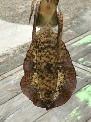 夏イカ！と言いたいところだが。。(°▽°)…