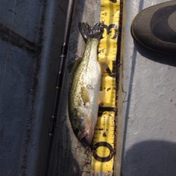 梅雨入り前の桜池