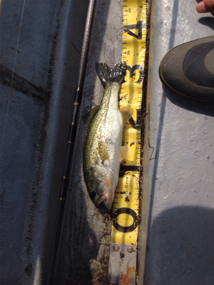 梅雨入り前の桜池