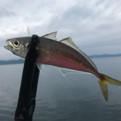 トップチヌ デイアジ