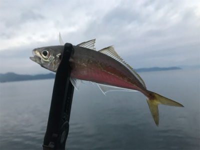 トップチヌ デイアジ