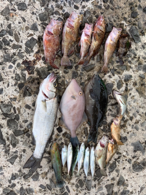 はっ！こ、コブダイッ！