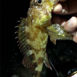 フロートロックフィッシュゲーム