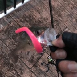 夕方シーバス調査