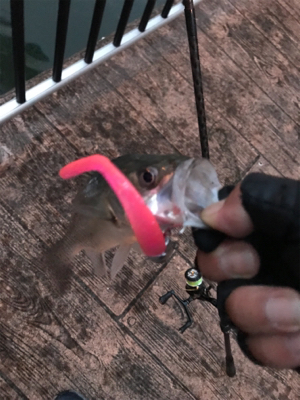 夕方シーバス調査