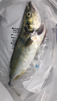 ショアジギ＆サビキ