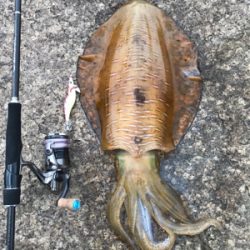 アオリイカ ２キロアップ