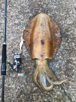 アオリイカ ２キロアップ