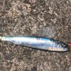 道南津軽海峡  イワシング (ワームゲーム)