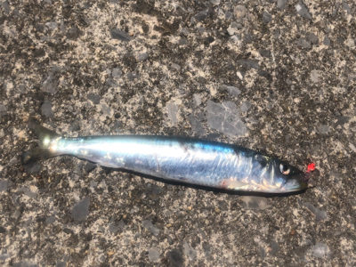 道南津軽海峡  イワシング (ワームゲーム)