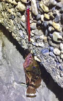 ガッシーくん(　˙-˙　)