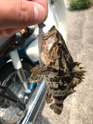 初笠岡諸島ライトロック