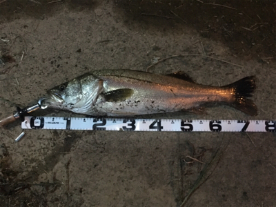 惜しくもランカーならず