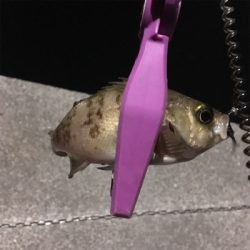 大阪湾奥アジング 中アジ回遊