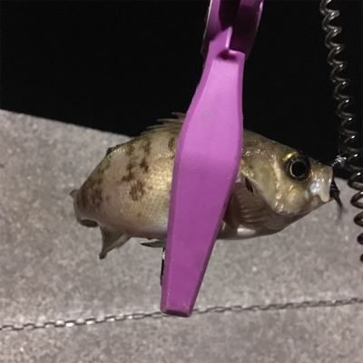 大阪湾奥アジング 中アジ回遊