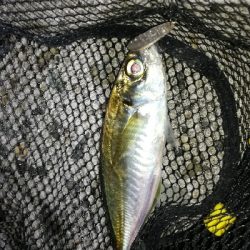 ナイトアジング