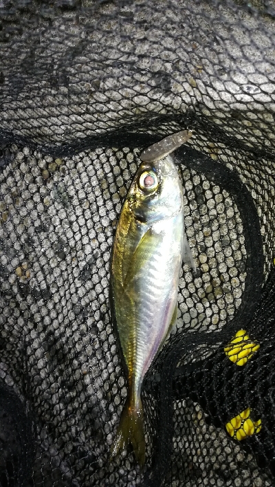 ナイトアジング