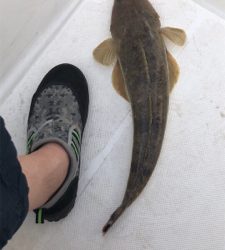 初めてのマゴチ