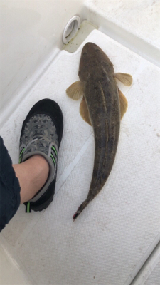 初めてのマゴチ