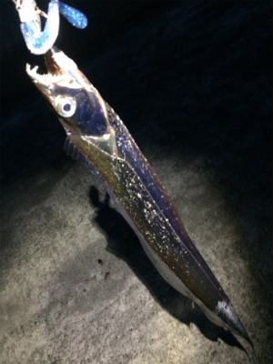 そろそろタチウオ？