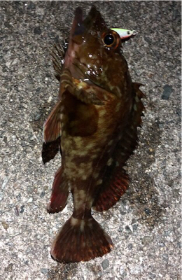 プラグロックゲーム