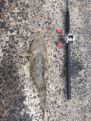 マゴチとアオリイカ