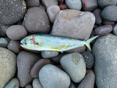 今年初ぺんぺん