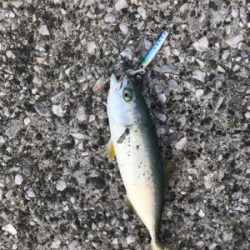 ライトショアジギング